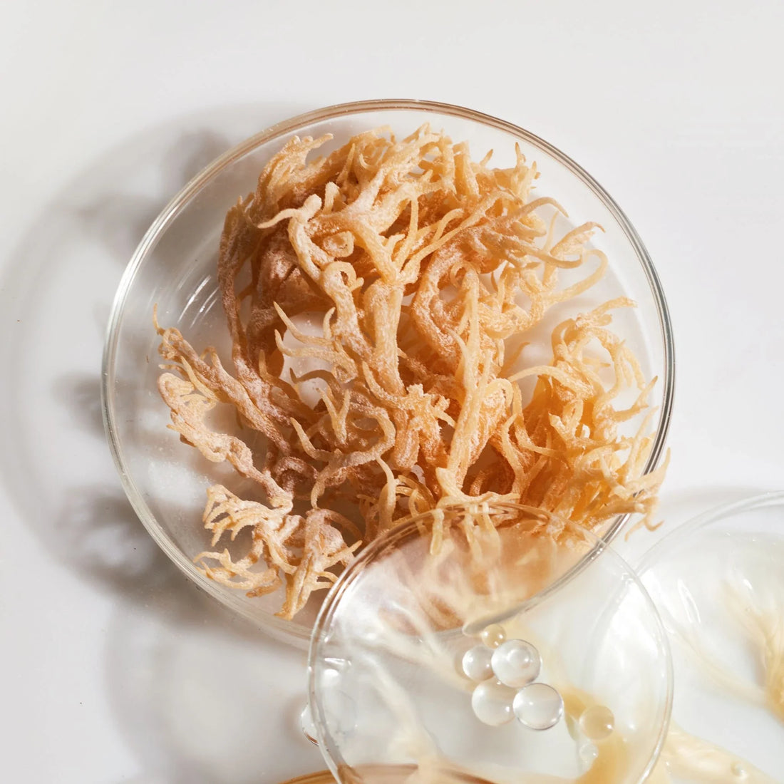 Sea Moss 101: What It Is, How to Use It & Why Everyone’s Obsessed