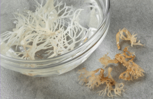 Sea Moss